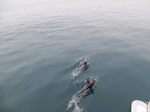 dolphins_04