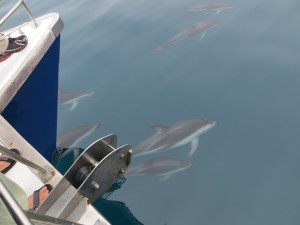 dolphins_08