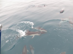 dolphins_09